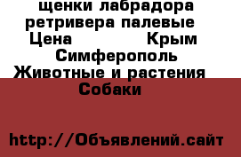 щенки лабрадора-ретривера палевые › Цена ­ 12 000 - Крым, Симферополь Животные и растения » Собаки   